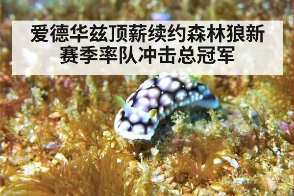 爱德华兹顶薪续约森林狼新赛季率队冲击总冠军